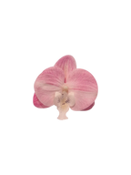 Pink orchid hair clip and safety pin brooch, coquette accessory by Angel Ruche